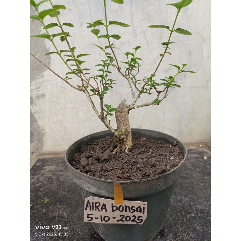 bonsai sancang  real pict