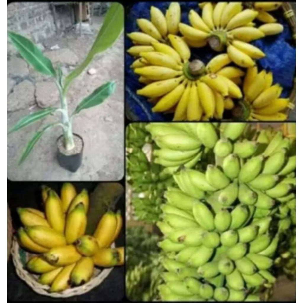 tanaman pisang Lampung / bibit pisang Lampung cepat berbuah