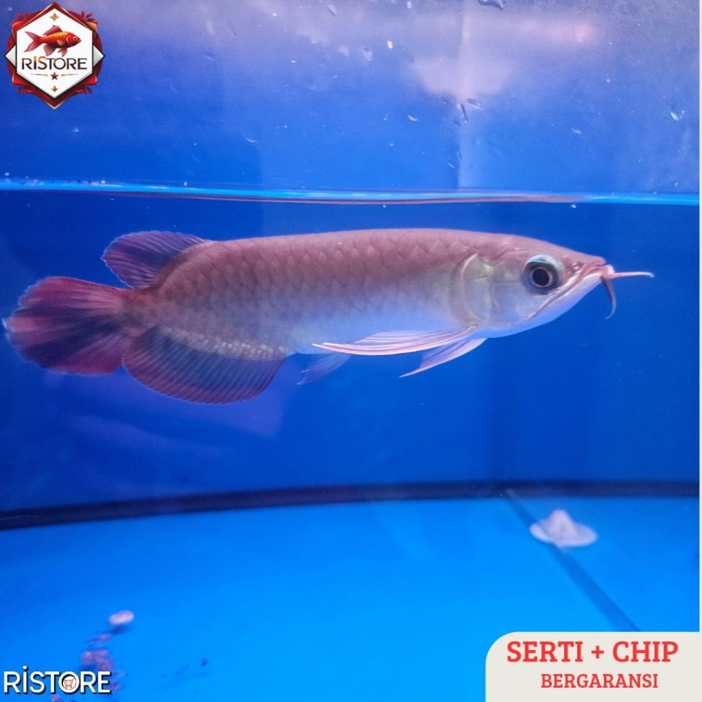 Promo Arwana Super Red Grade A | Size 20cm up | Bersertifikat & Chip
