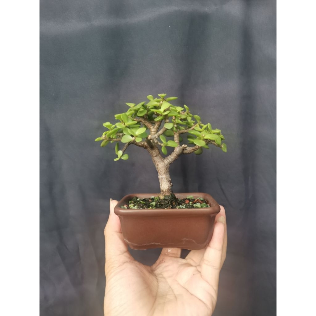 Jade plant portulacaria afra sukulen