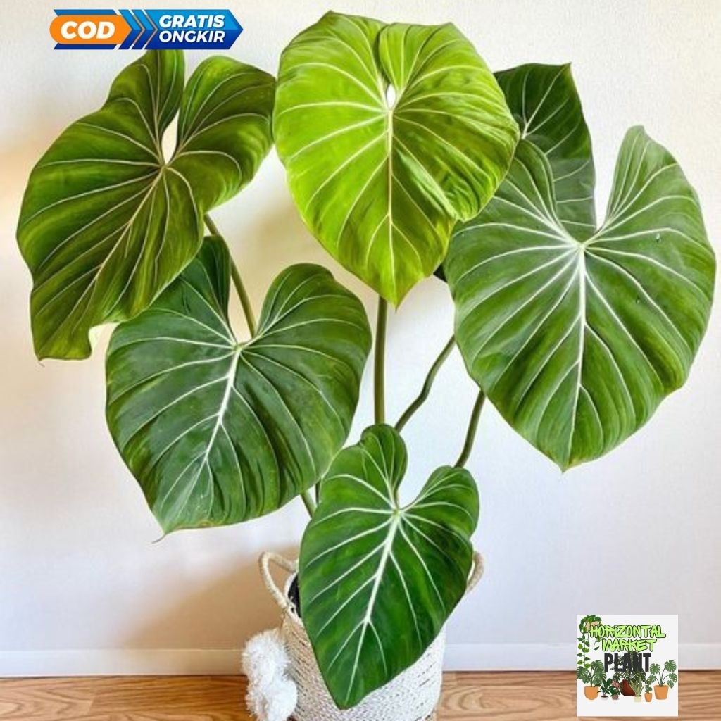 Tanaman hias Philodendron gloriosum ,  philodendron gloriosum