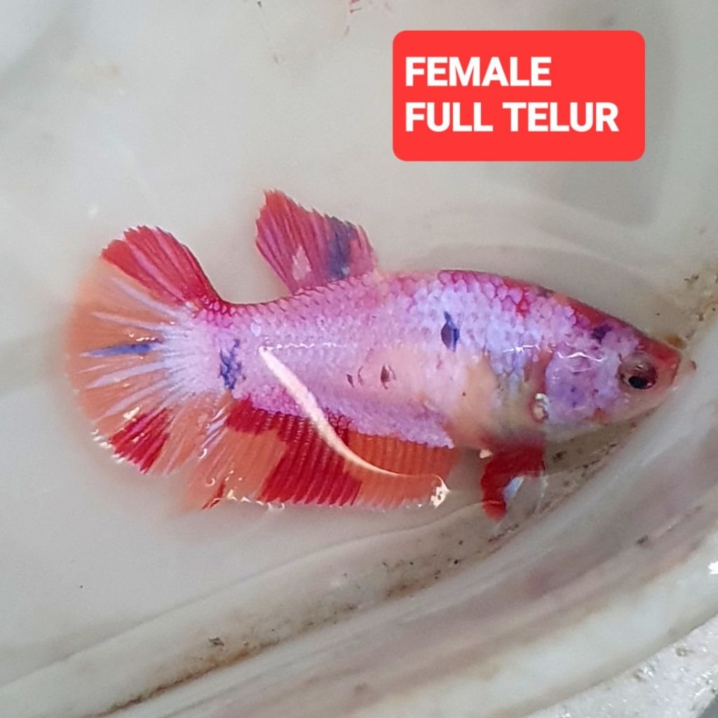 hmpk nemo candy marble pinky pimel realpict