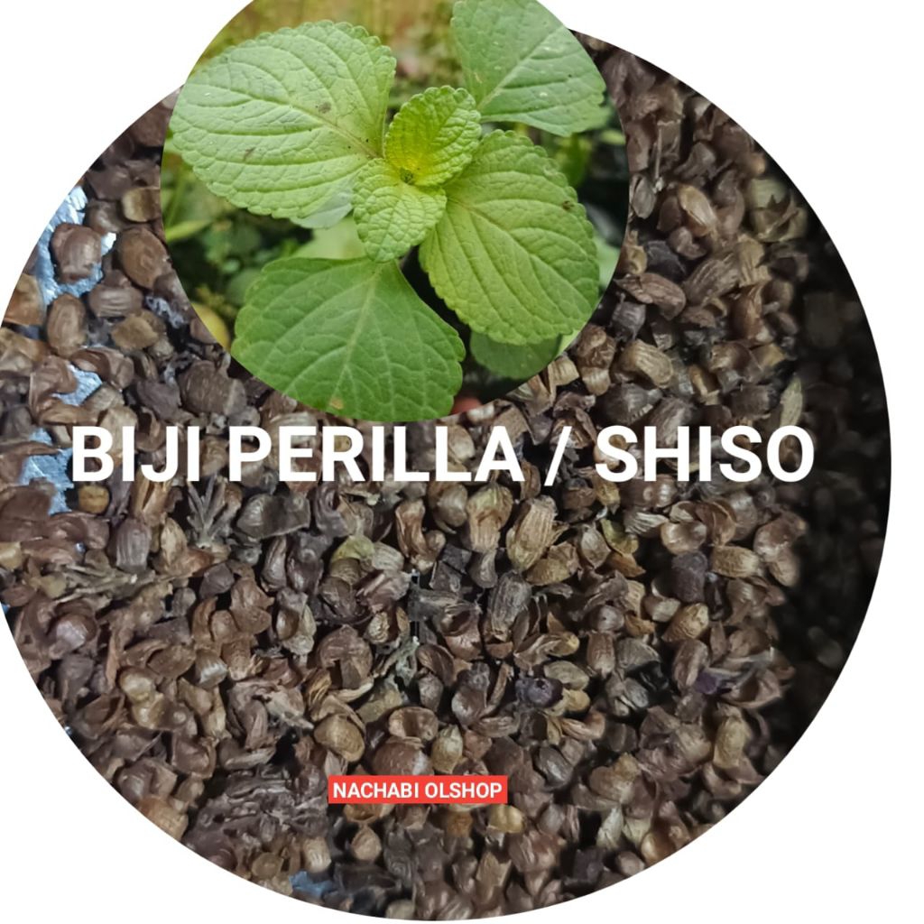Biji Perilla korea /  Shiso  (isi 20biji)