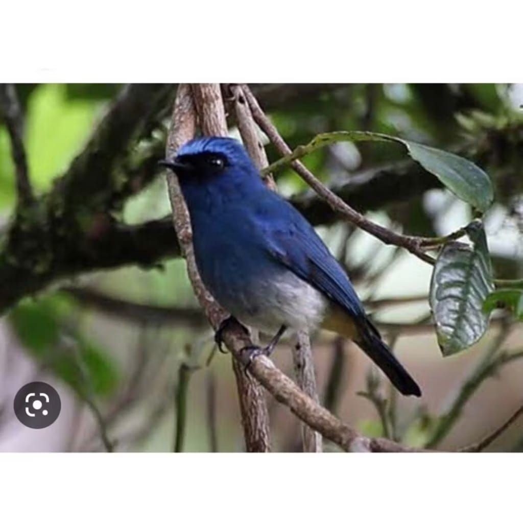 Burung Tledekan Biru Jantan Pilihan