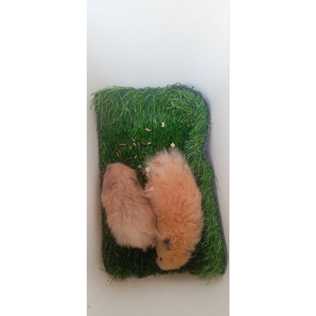 Hamster Syrian sepasang indukan