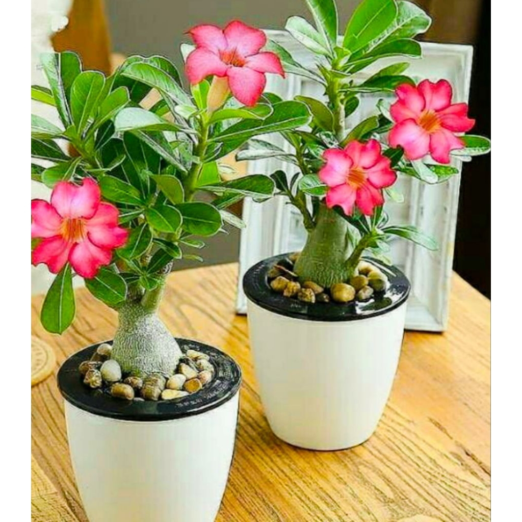 Stek batang Bonsai Bunga Adenium Jepang