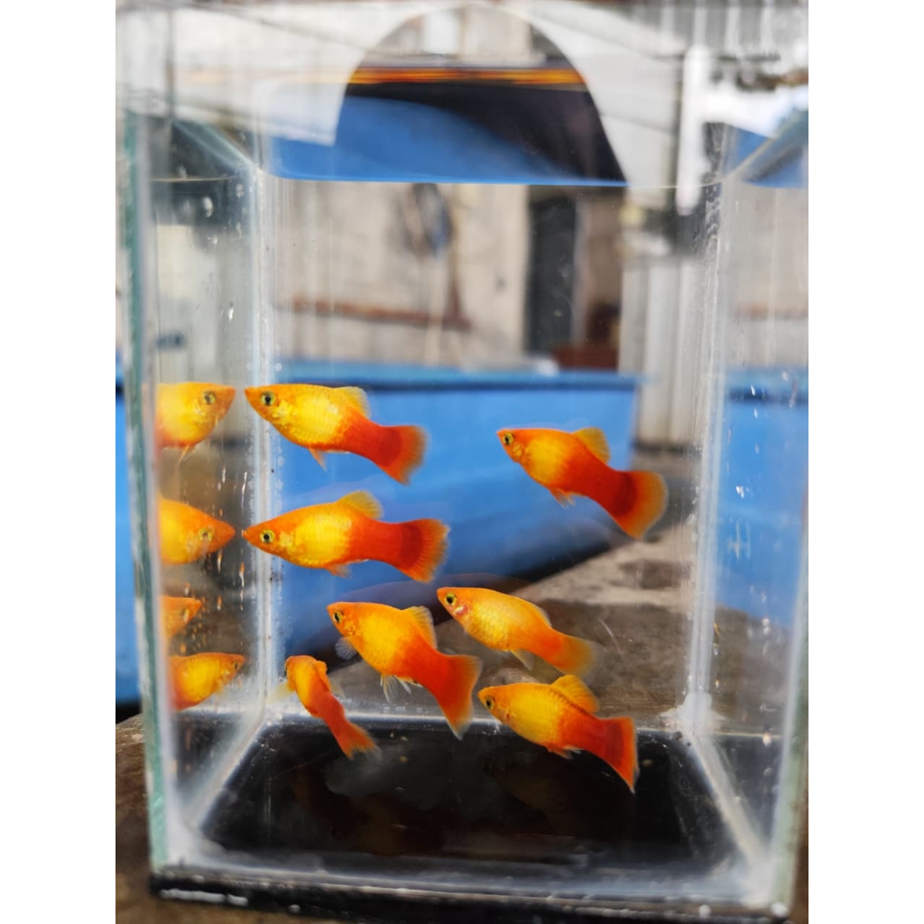 paket 1isi 3 platy sunset/sunset platy/marigold platy dekorasi akuarium
