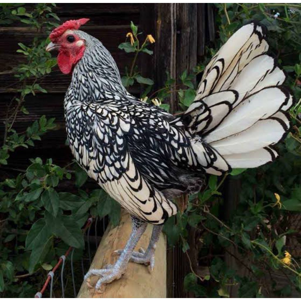 Ayam Batik Italia | Ayam Batik | Ayam Hias | Usia 1 Bulan | Yan45