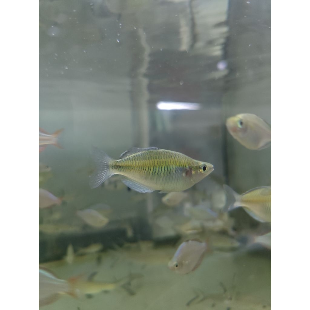 rainbow boesemani melanotaea papua boesemani rainbow