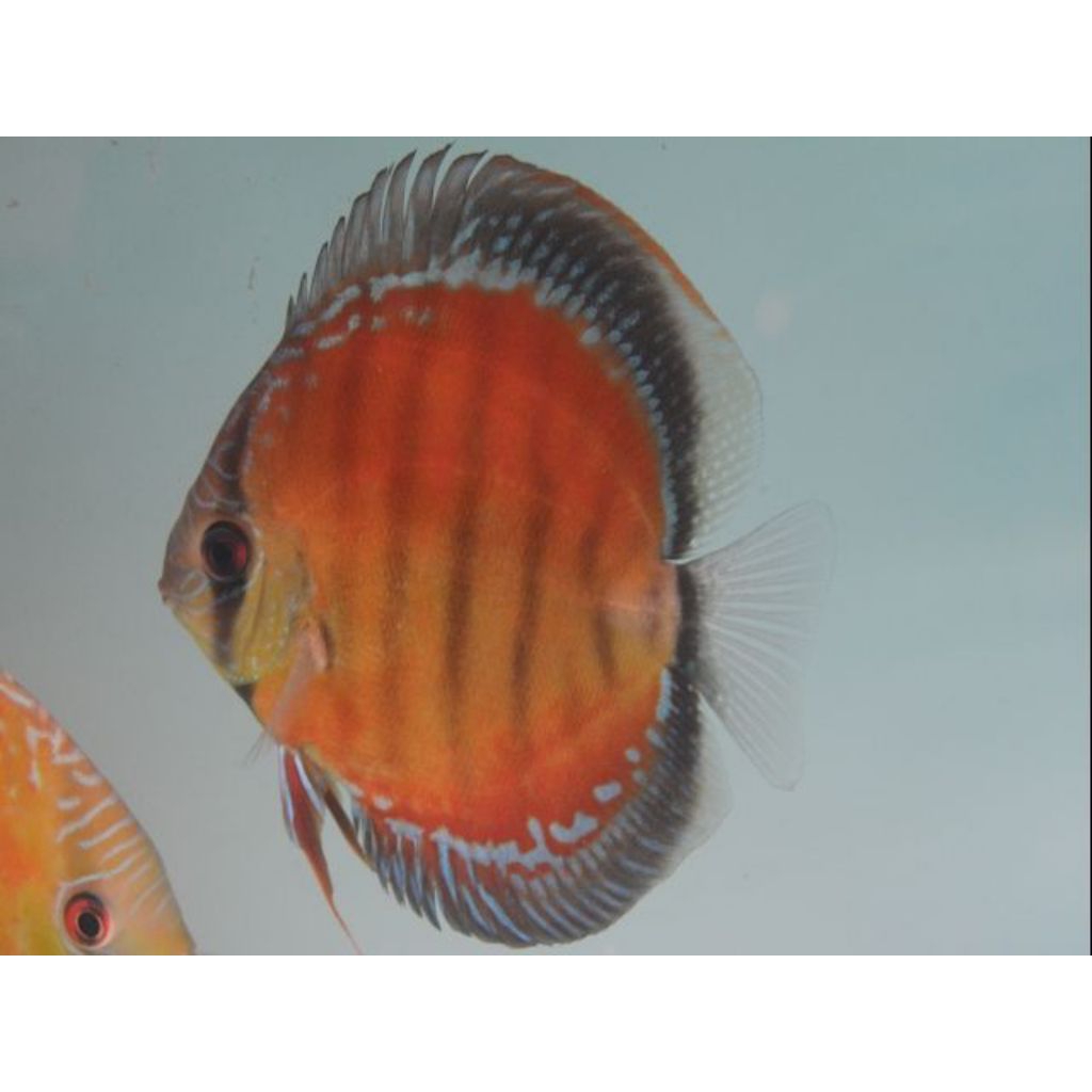 Discus Alenquer //ikan hias aquarium aquascape