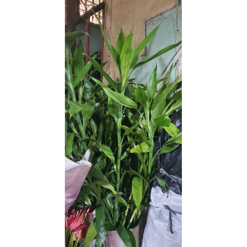 Bambu rezeki Kwan im tek / Bambu Hoki Lucky Bamboo ( 1 batang )