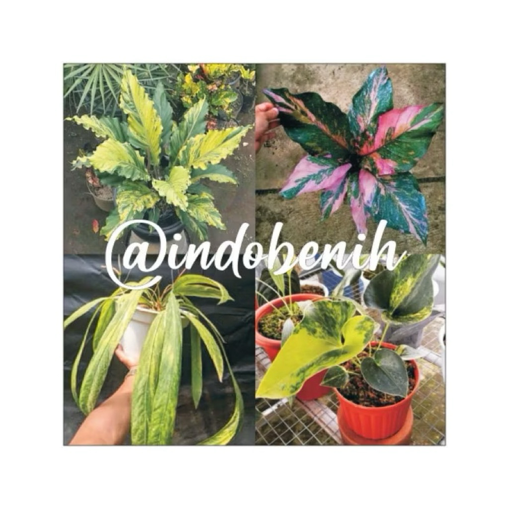 PROMO bibit anthurium paket 4 biji antorium glombang cinta.hukeri pink.dasi varigata.corong varigata