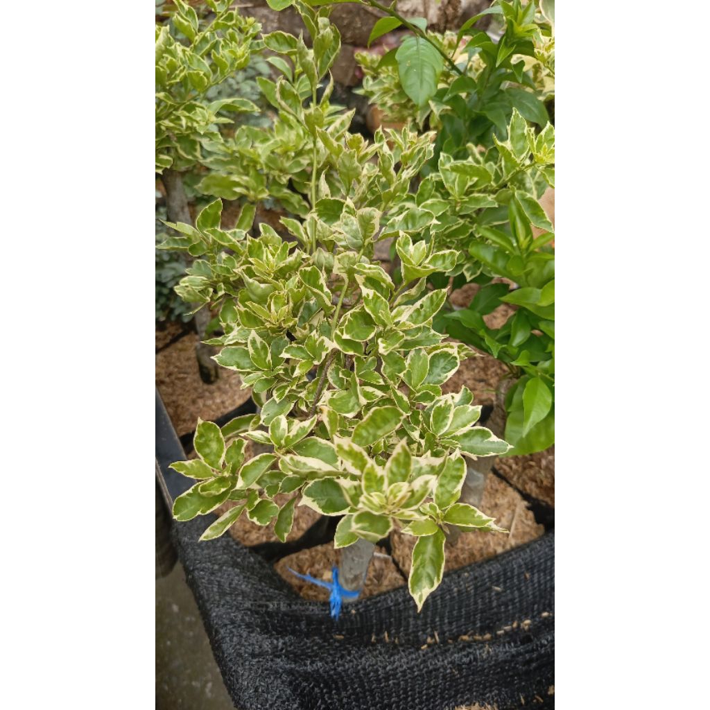 Tanaman hias Bougenville varigata Bougenville daun putih