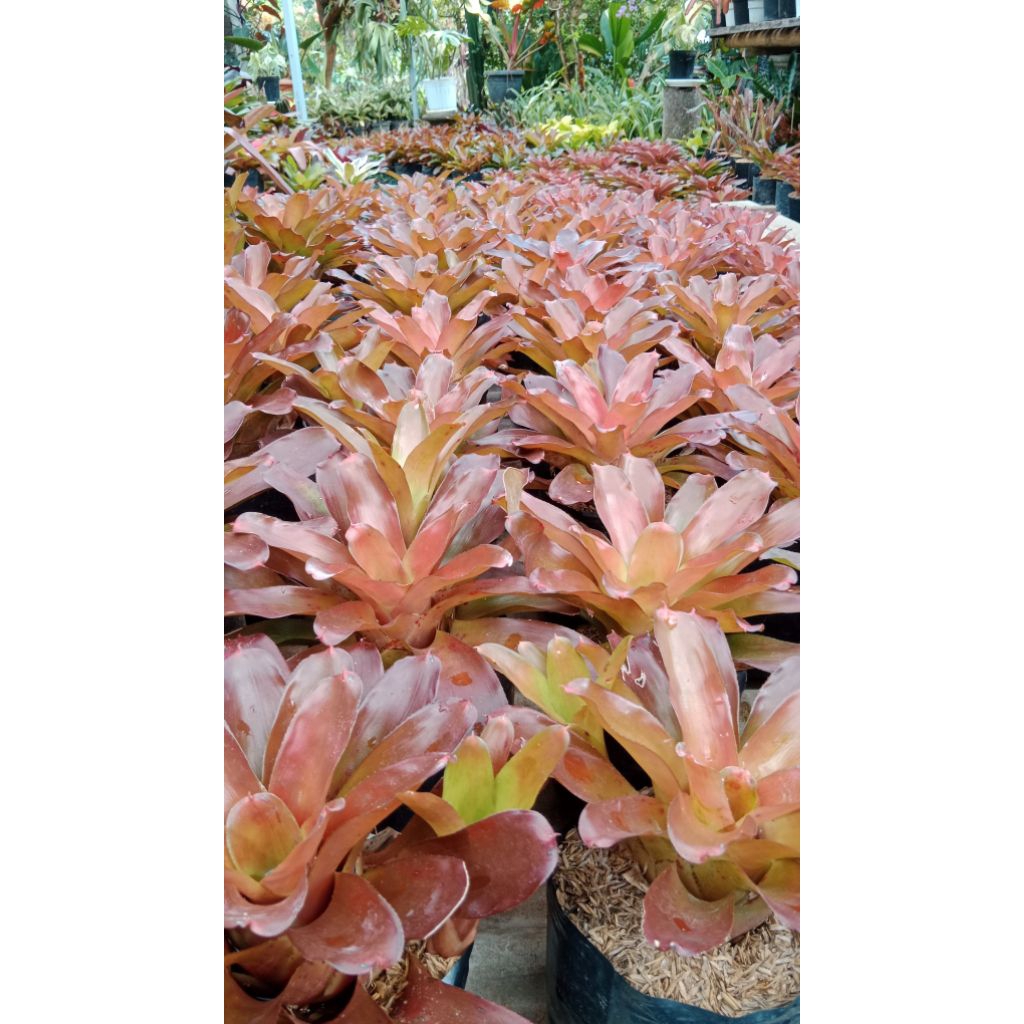 bromelia mawar