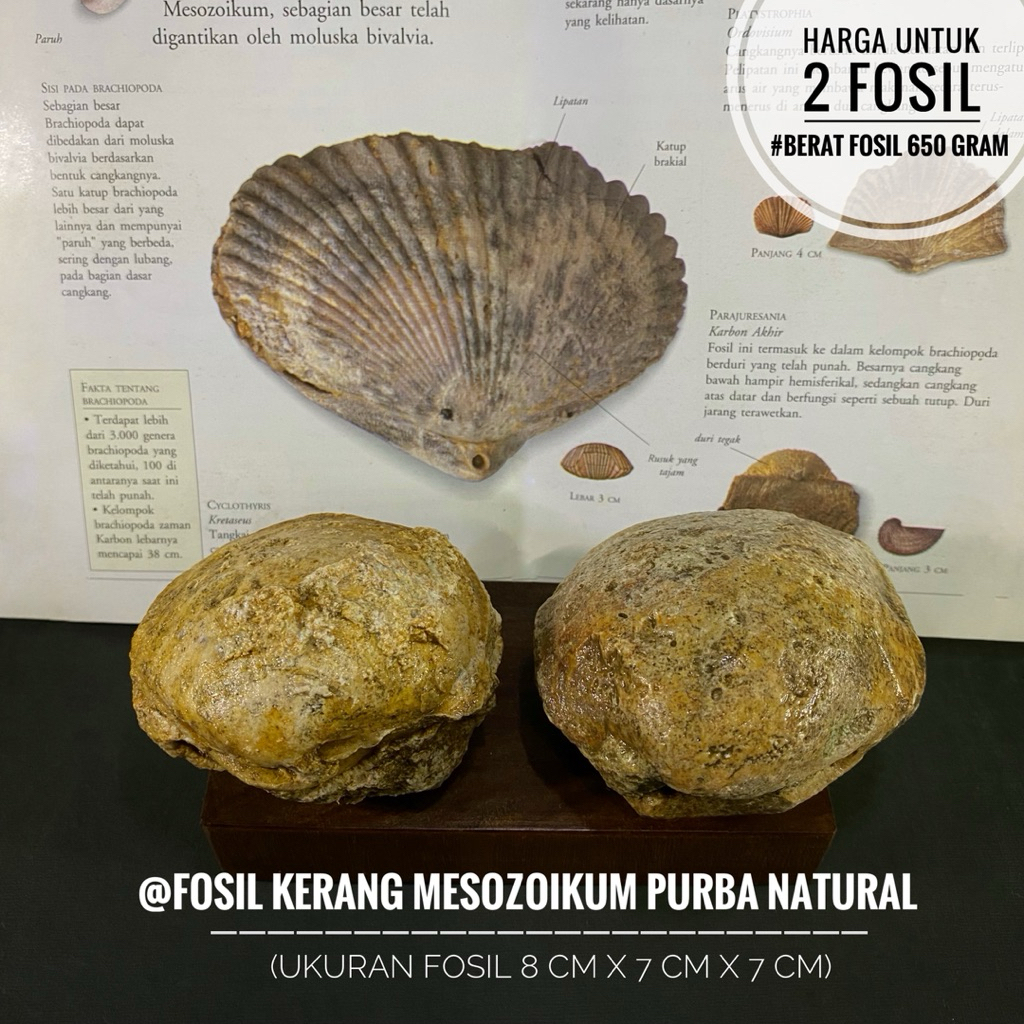 Fosil Kerang Brachiopoda Purba Natural B15 atau Fosil Kijing atau Fosil Bivalvia atau Fosil Keong at