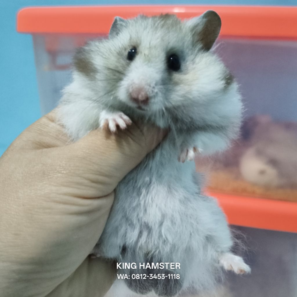 Hamster Syrian Shorthair Bonus Popcorn Hamster BigBone Hamster Lucu Dan Jinak