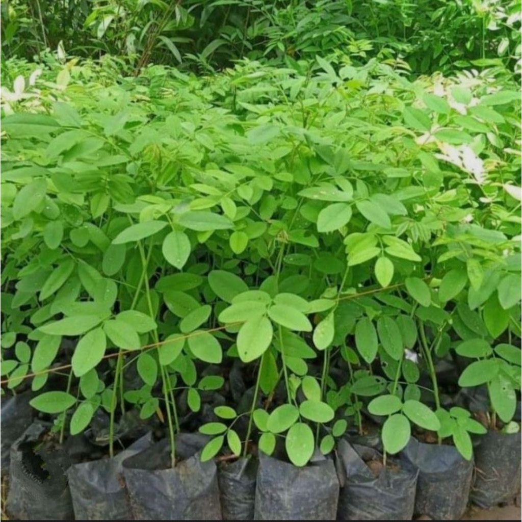 paket isi 10 bibit indigofera buat pakan ternak,bibit indigofera siap tanam