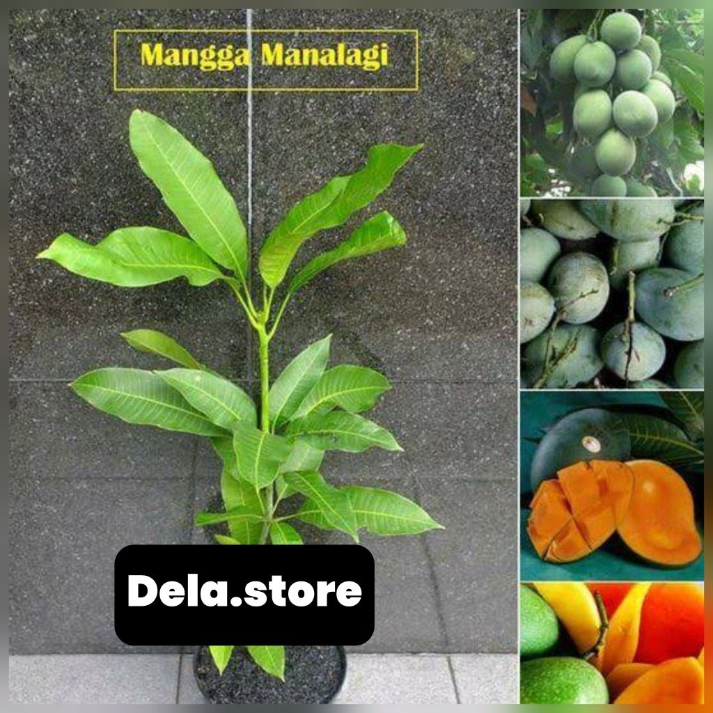 bibit mangga manalagi madu super