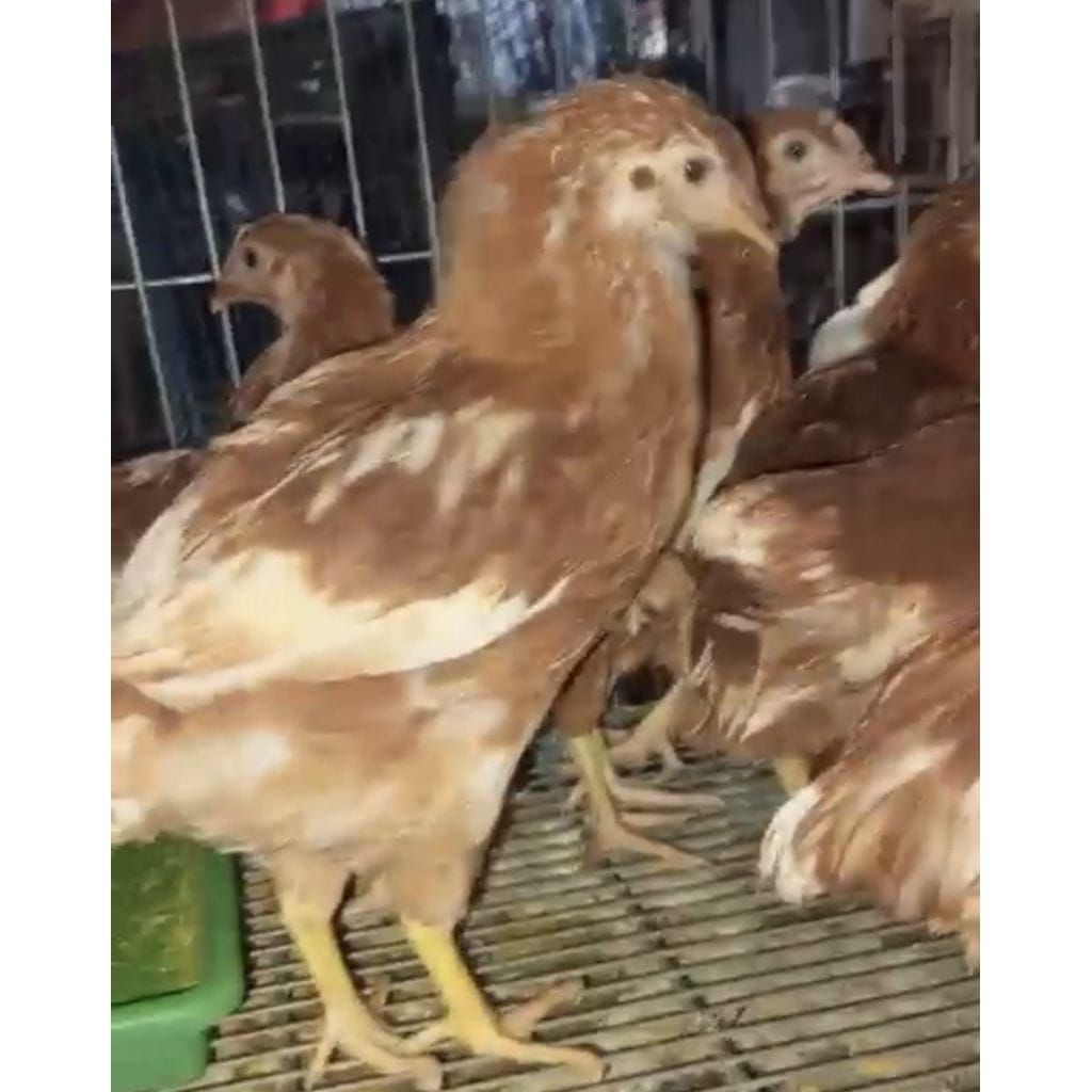 AYAM PETELUR USIA 2 1/2 BULAN SUDAH VAKSIN