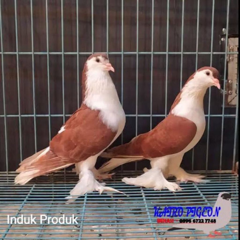 Burung Merpati Hias LAHOREE SEPASANG JANTNA DSN BETINA