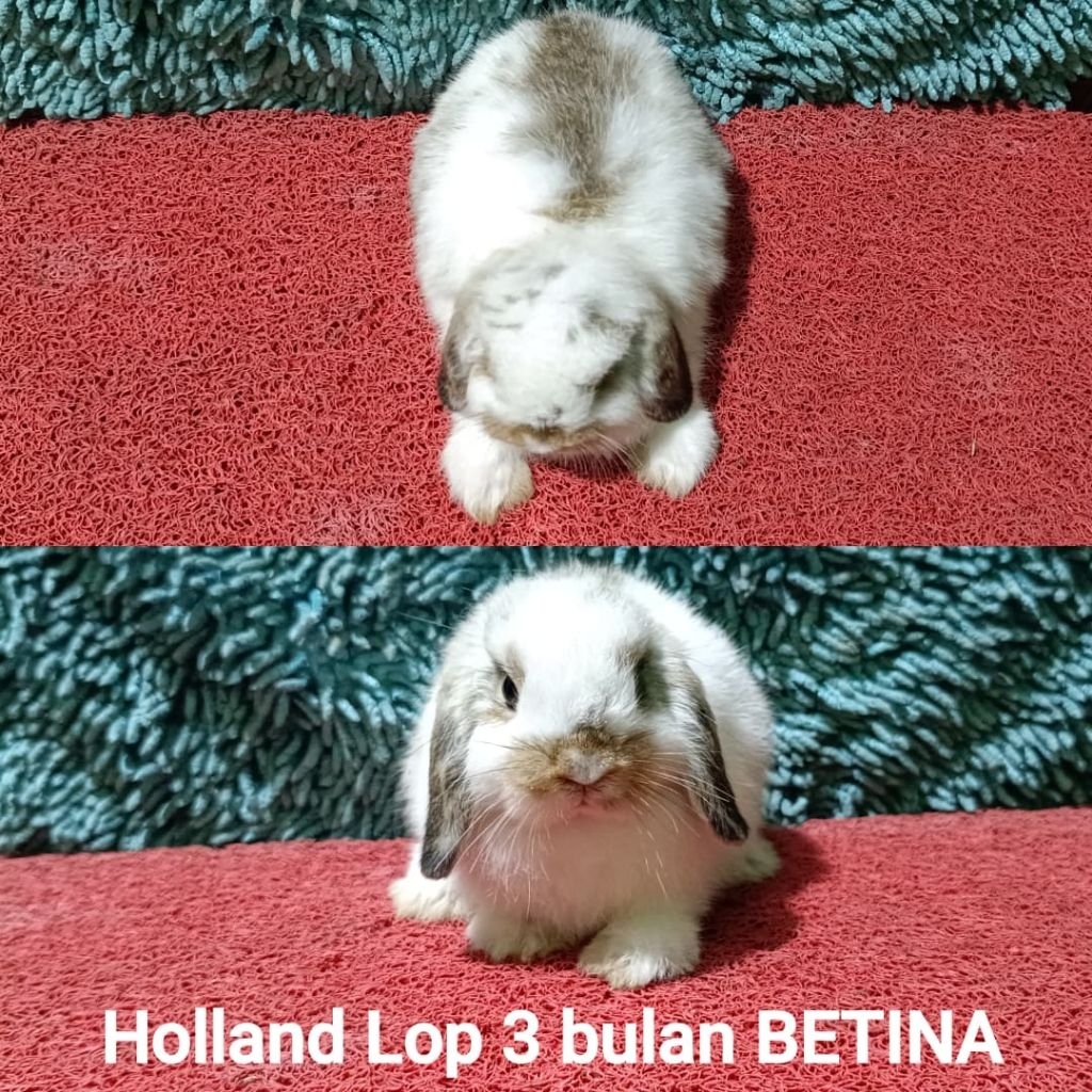 Anakan Kelinci Holland Lop 3 bulan