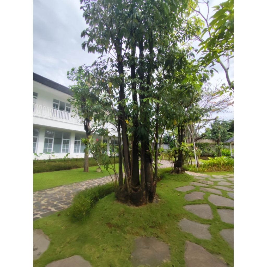 POHON PULE GRUPING SUPER BESAR