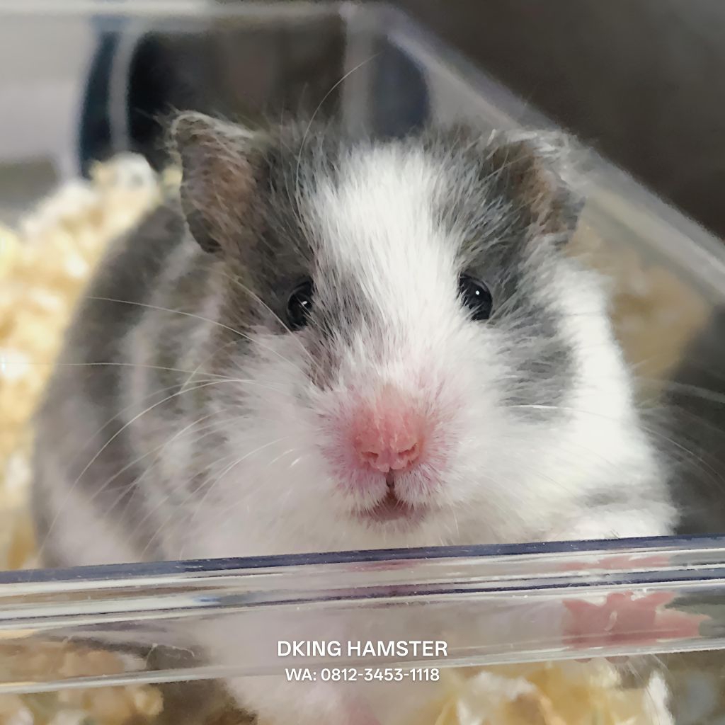 Hamster Syrian Lincah Lucu Sehat Dijamin Jinak