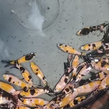 ikan cupang yellow koi copper bahan