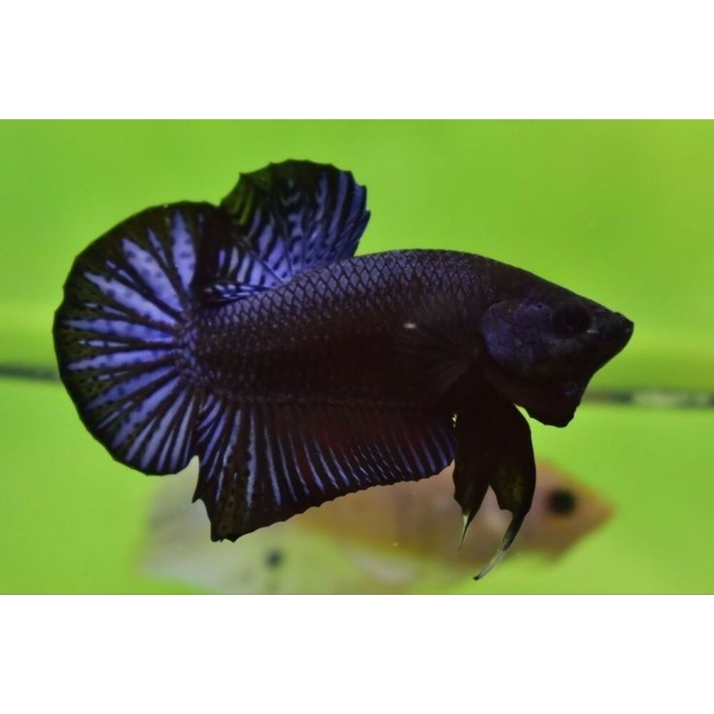 (PROMO) PK Aduan BAGAN BANGKOK Petarung Super