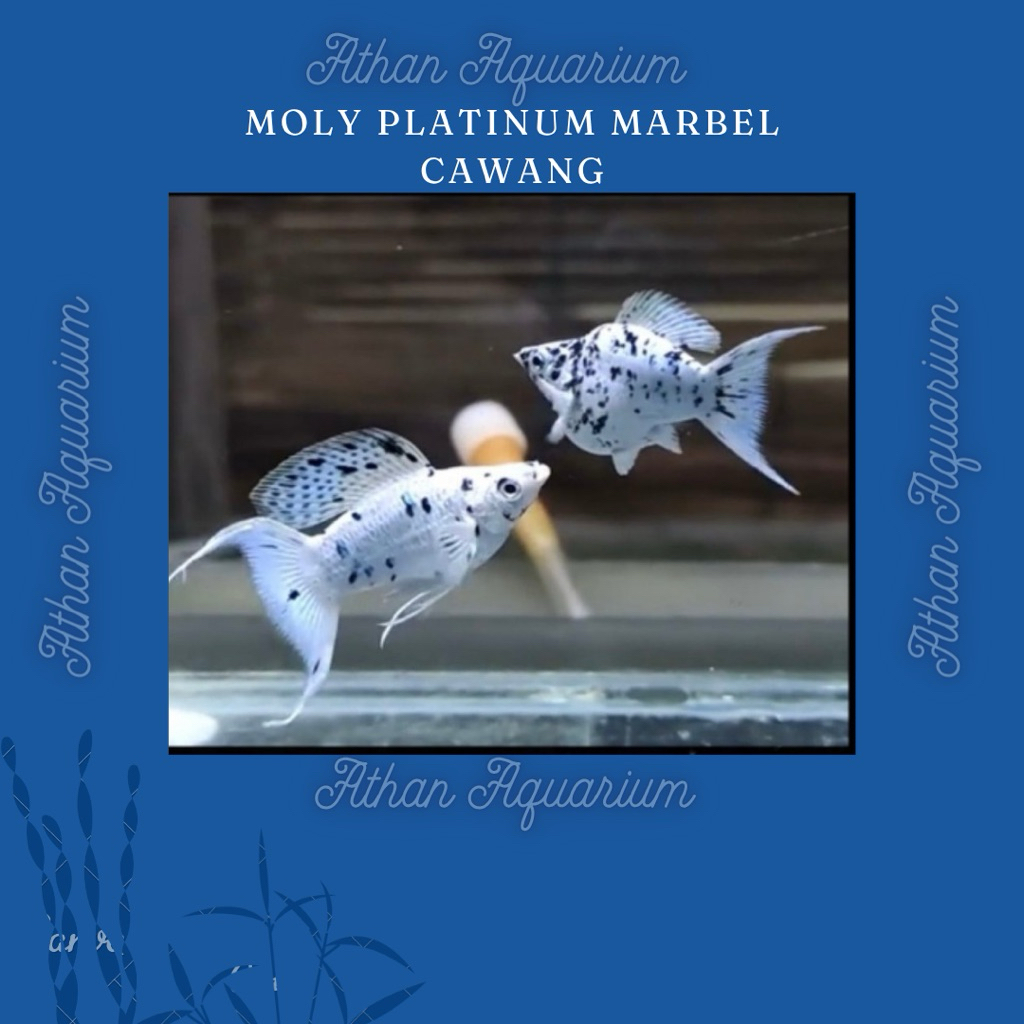 Molly Balon Platinum marble Cawang size remaja/kecil uk 3-4cm