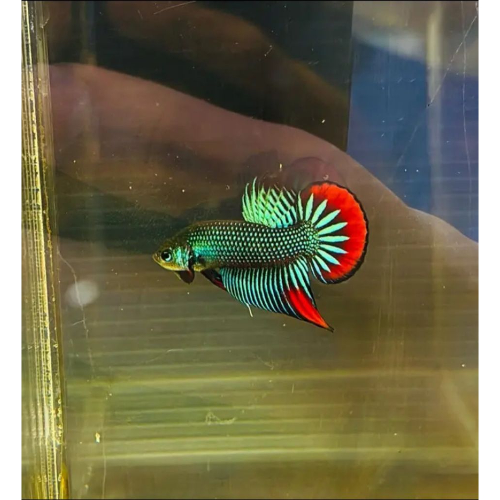 aksesoris cupang alam beta imbelis male