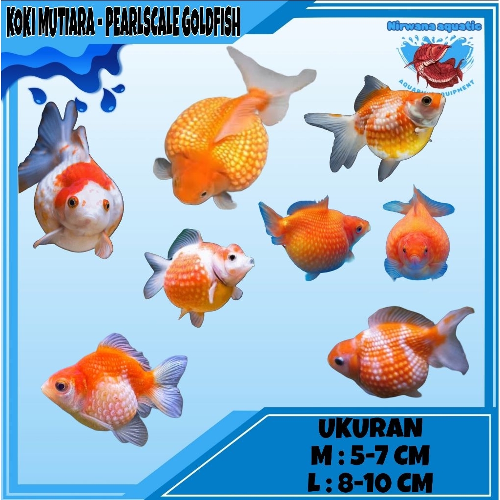 (INSTAN) IKAN KOKI MUTIARA - PEARLSCALE GOLDFISH | UKURAN 5-7 CM & 8-10 CM