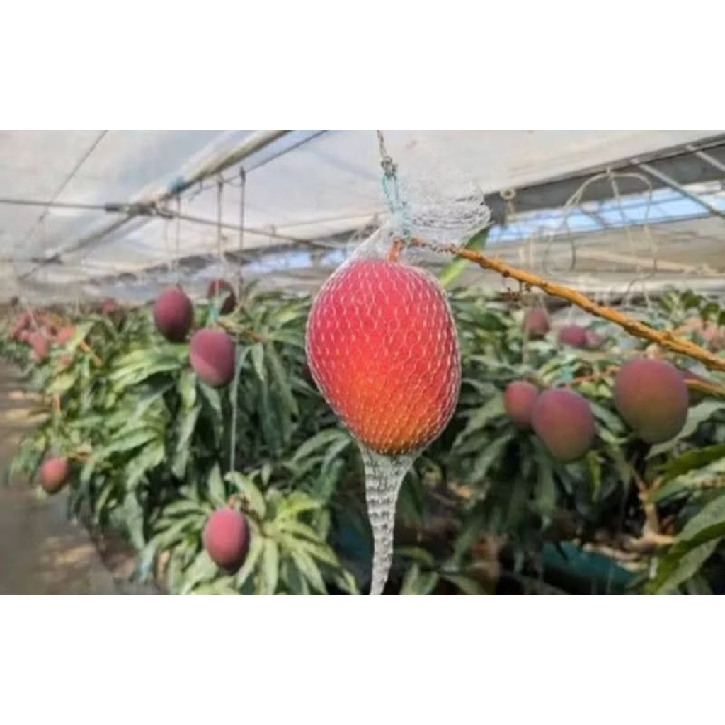 bibit mangga Miyazaki ukuran 1m batang besar