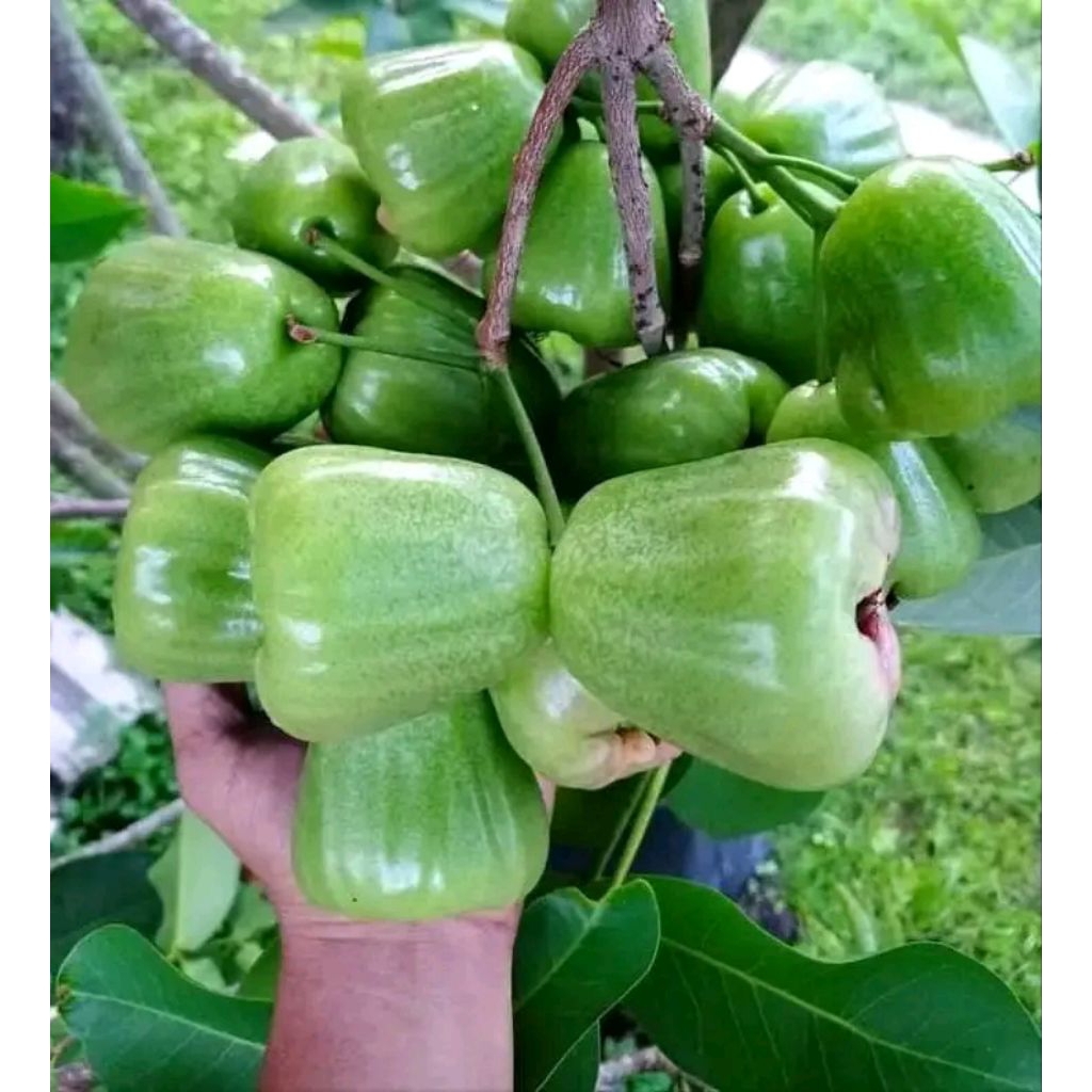 bibit jambu air kiojok | hasil okulasi | siap tanam | 40-60cm | kondisi rimbun-rimbun | jambu air ki