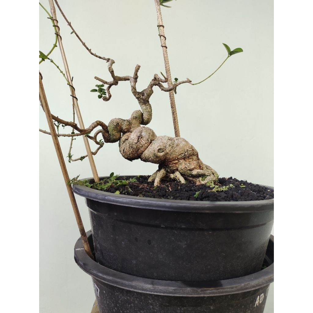 bonsai sancang meliuk