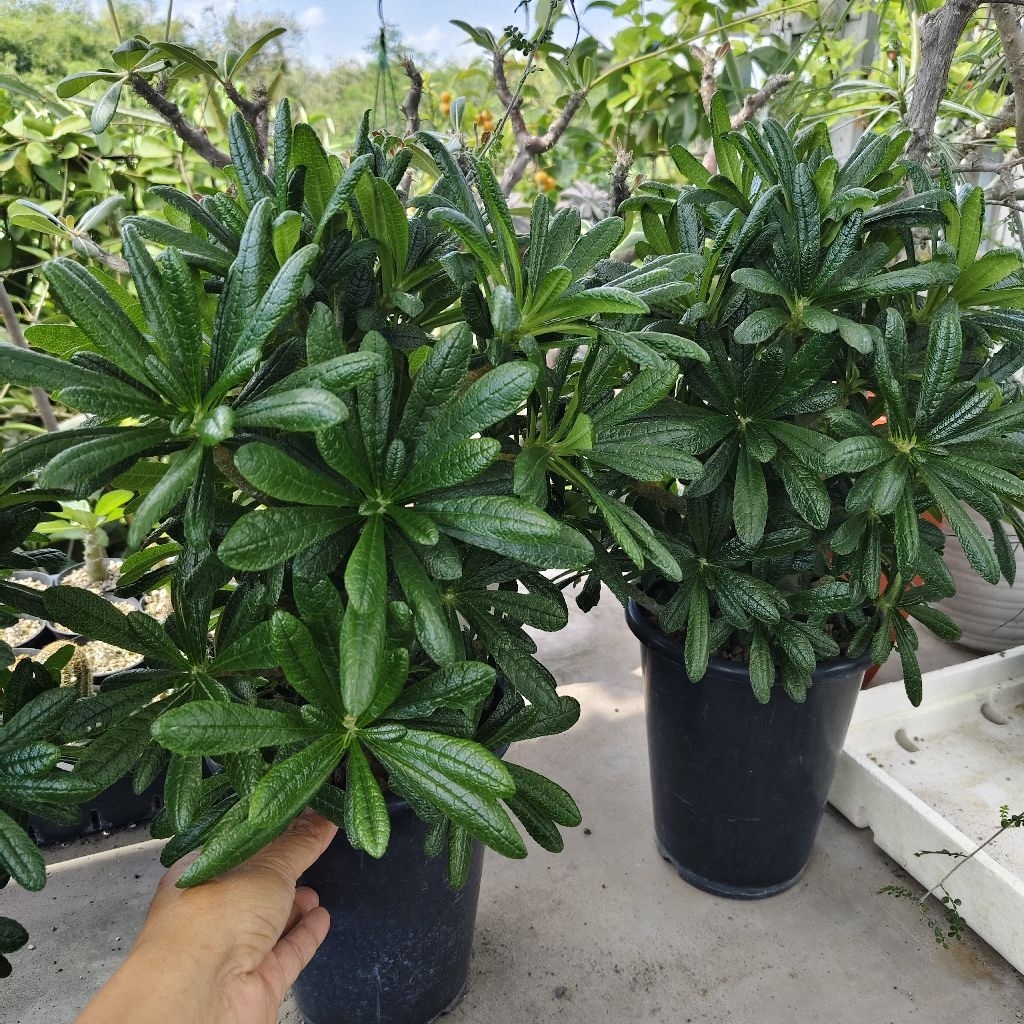 Tanaman Caudiciform Dorstenia gigas size besar