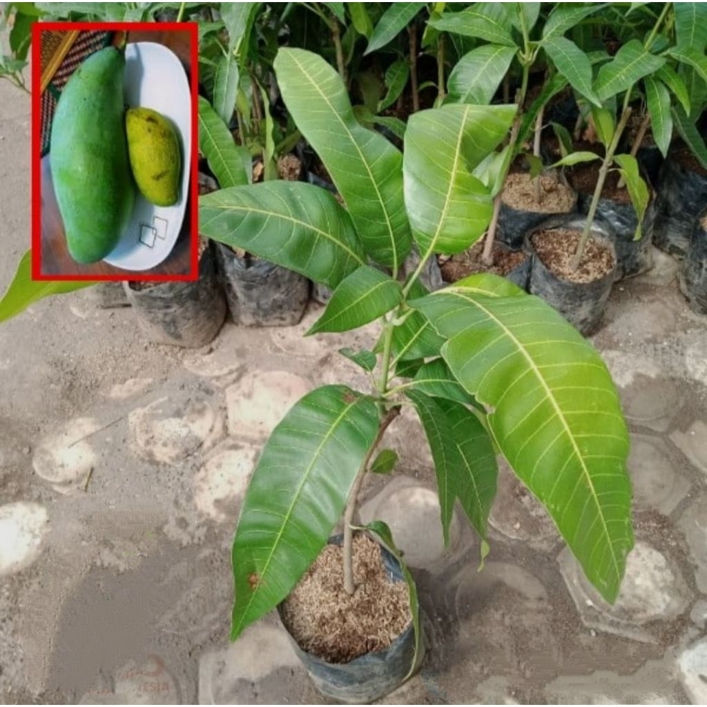 bibit mangga mahatir super jumbo hasil okulasi cepat berbuah,bibit mangga mahatir SUPEER JUMBO