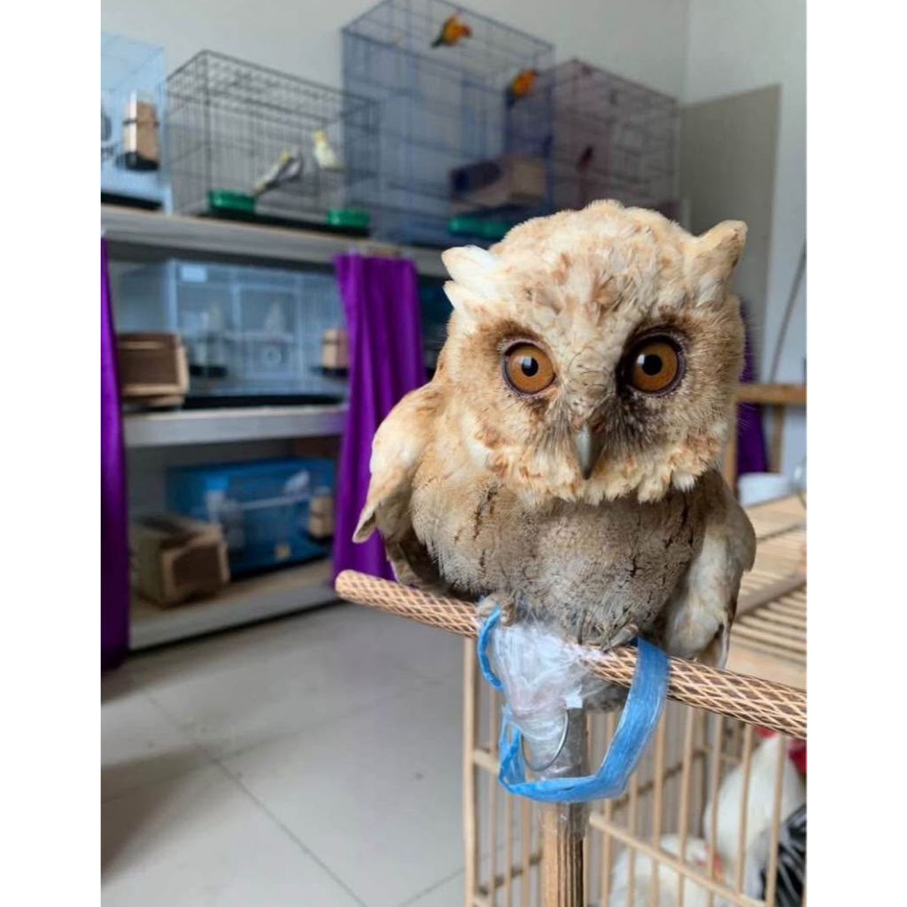 burung hantu/owl/celepuk/burung hantu jinak