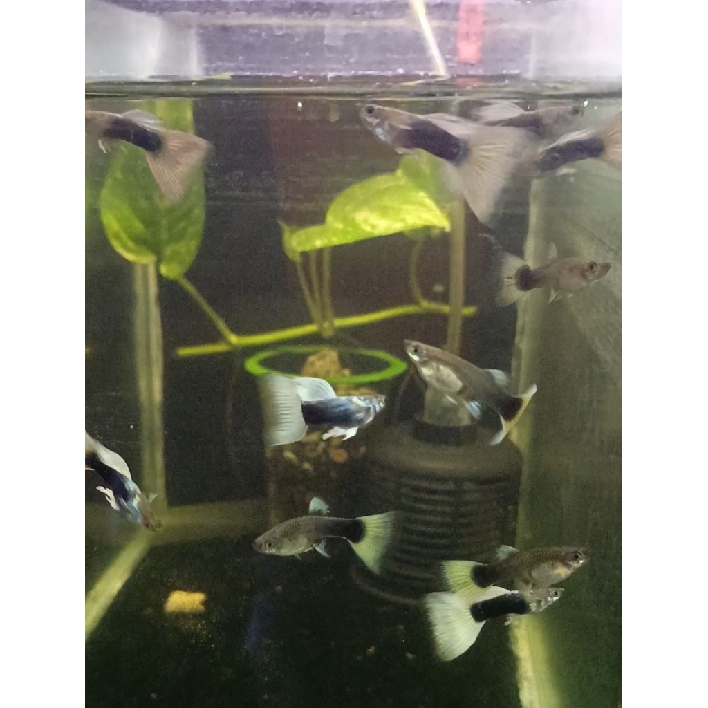 HIASAN AKUARIUM : HB WHITE GUPPY 1JANTAN 1 BETINA (TOP GRADE A)