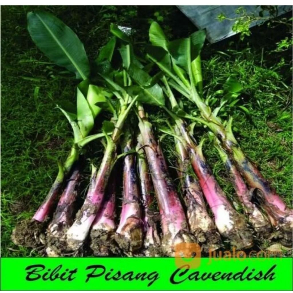Bibit pisang cavendish ( bonggol ) terbaik
