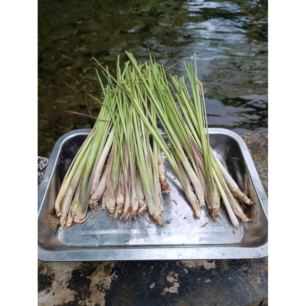 serai/sereh segar 1 kg