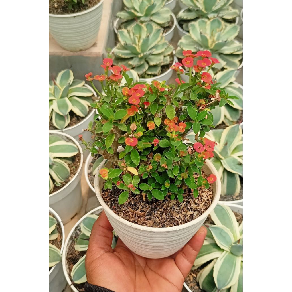 Euphorbia Milii Rimbun