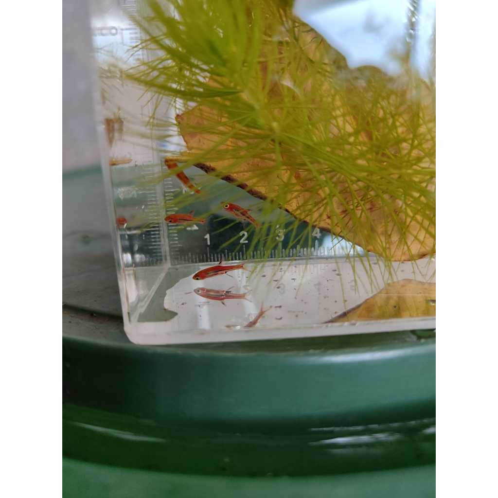 Chili Rasbora | Boraras brigittae