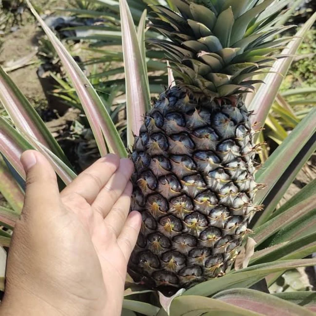 bibit nanas jumbo tanpa duri