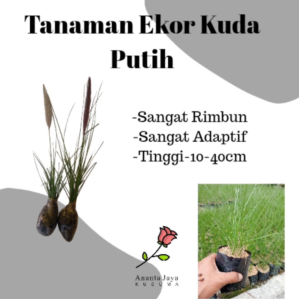 Tanaman Ekor kuda (Alang Alang Putih)