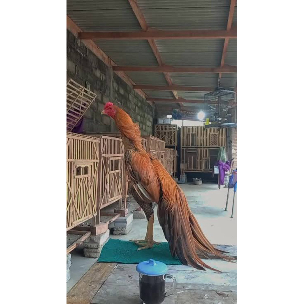 TELUR TETAS AYAM HIAS EKOR LIDI BODY JUMBO UNTUK DI TETASKAN