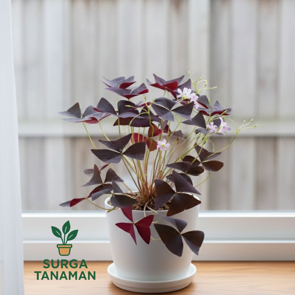 Tanaman indoor xhamrocx oxalis ungu - tanaman xamrocx oxalis