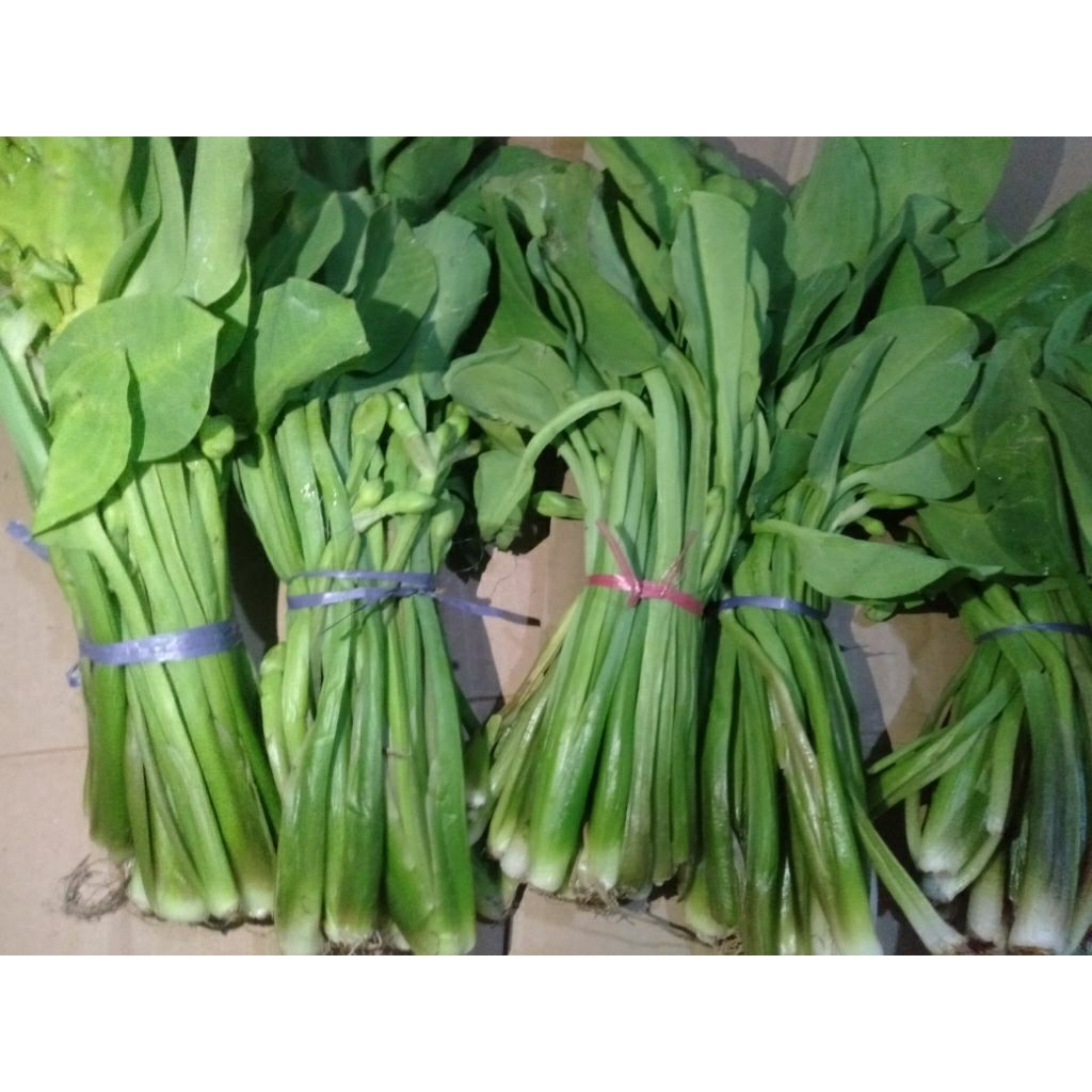 Sayur Kenjer Genjer-genjer hijau segar