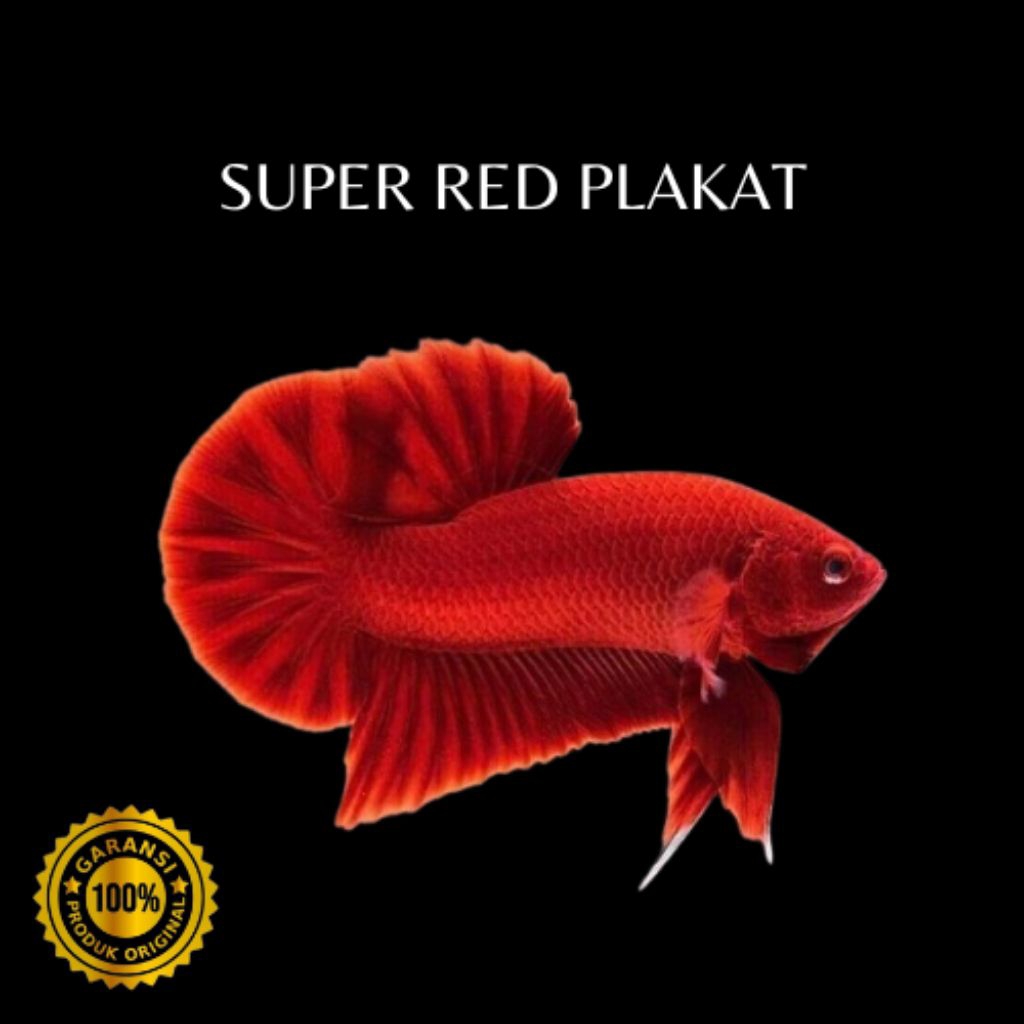Dekorasi Bingkai Ikan Cupang Plakat Super Red Jantan
