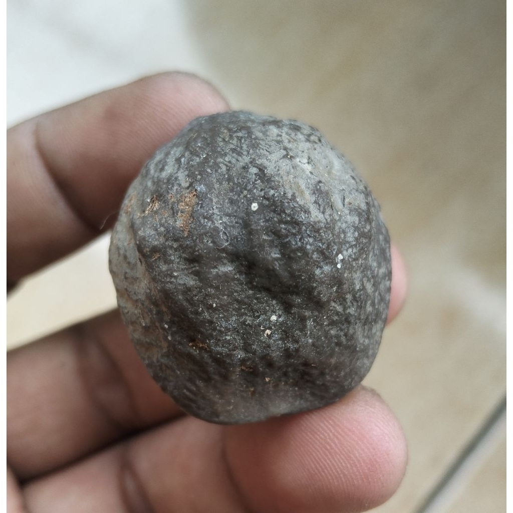 muncang aduan jalim gurame anak